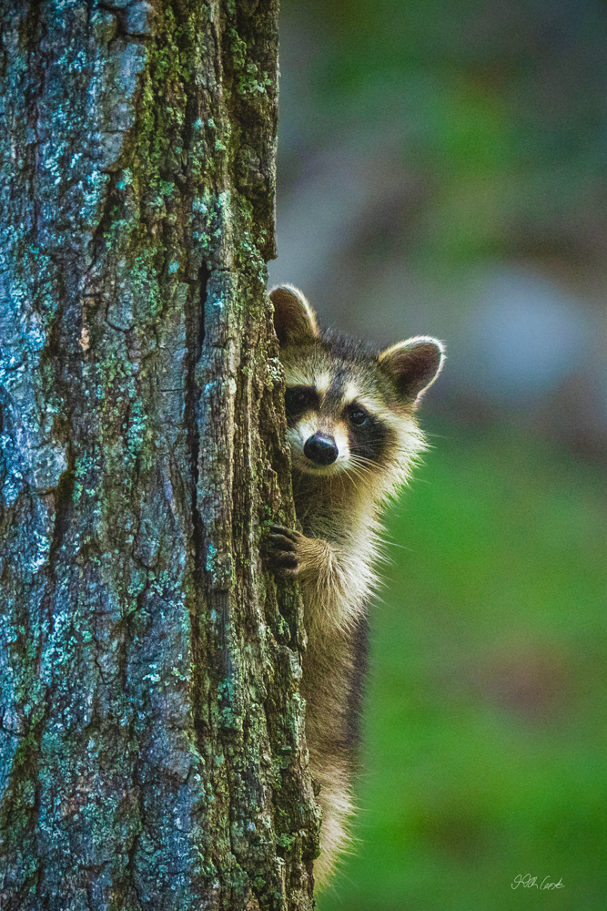 Raccoon Photo