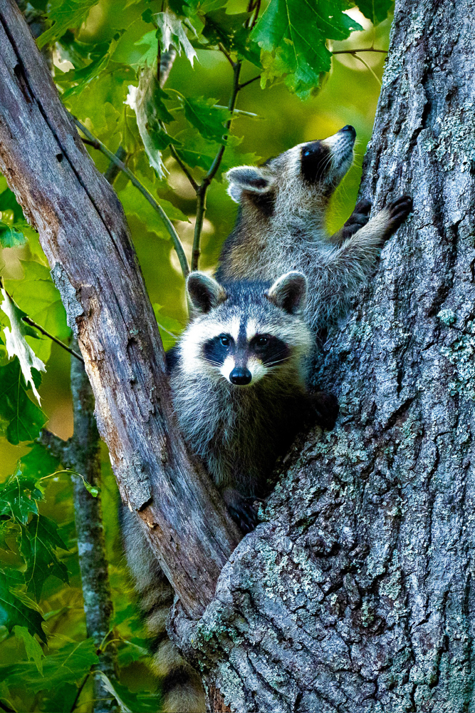 Raccoon Photo