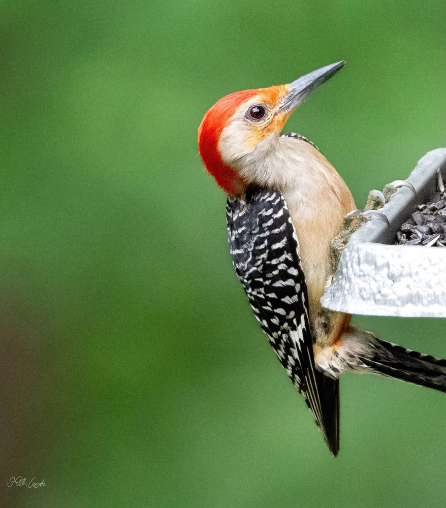 Bird Photo