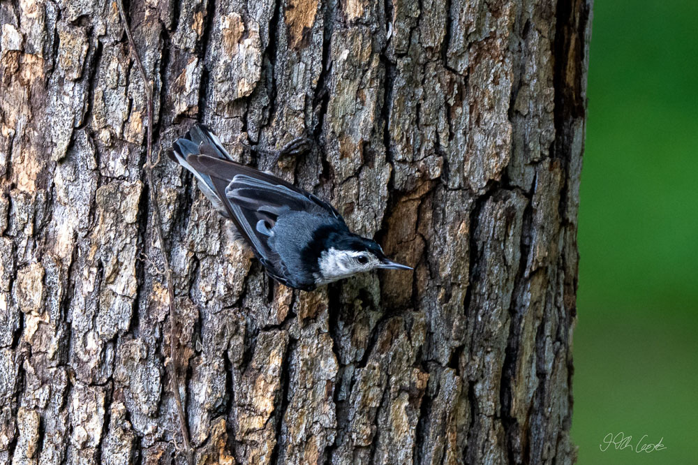 Bird Photo