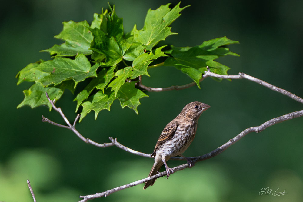 Bird Photo