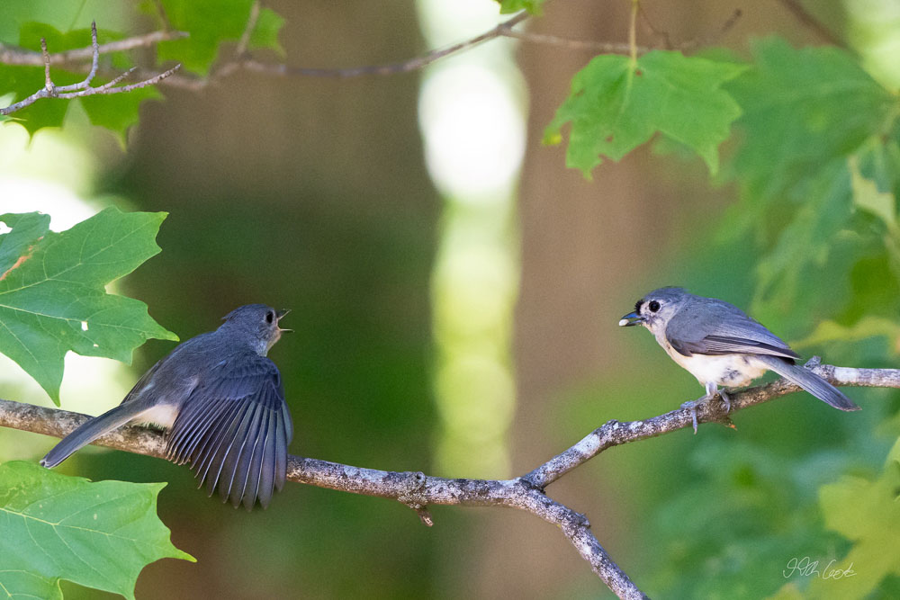 Bird Photo