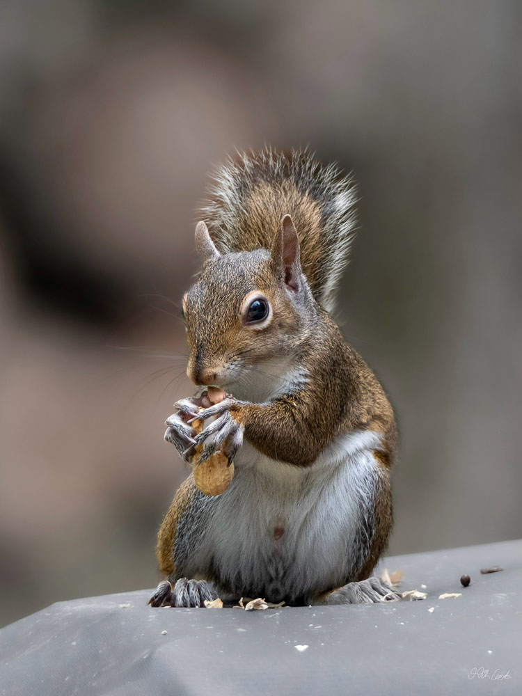 Squirrel Photo