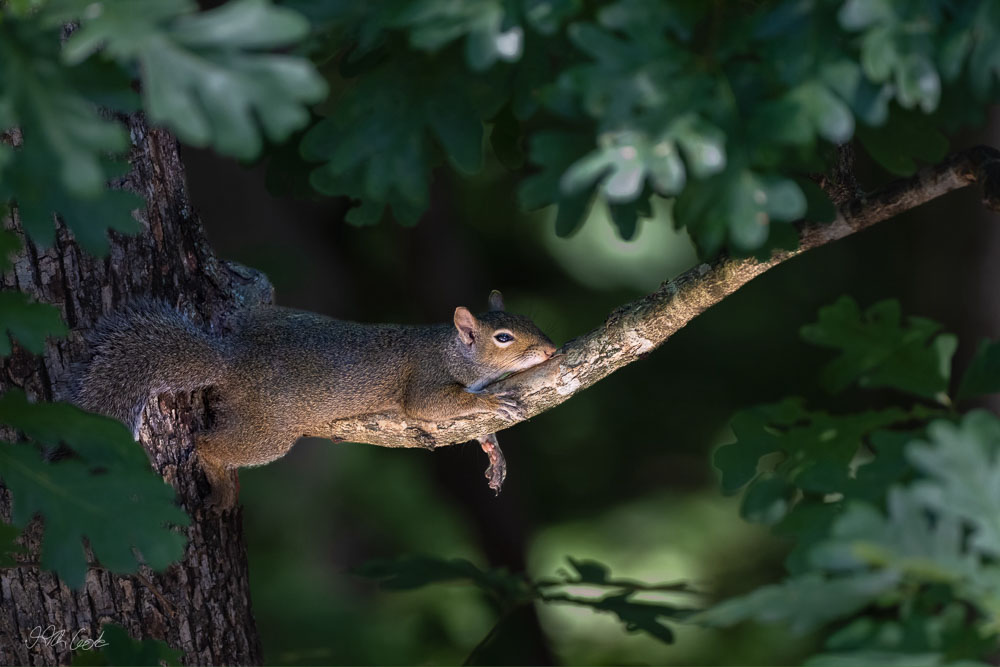 Squirrel Photo