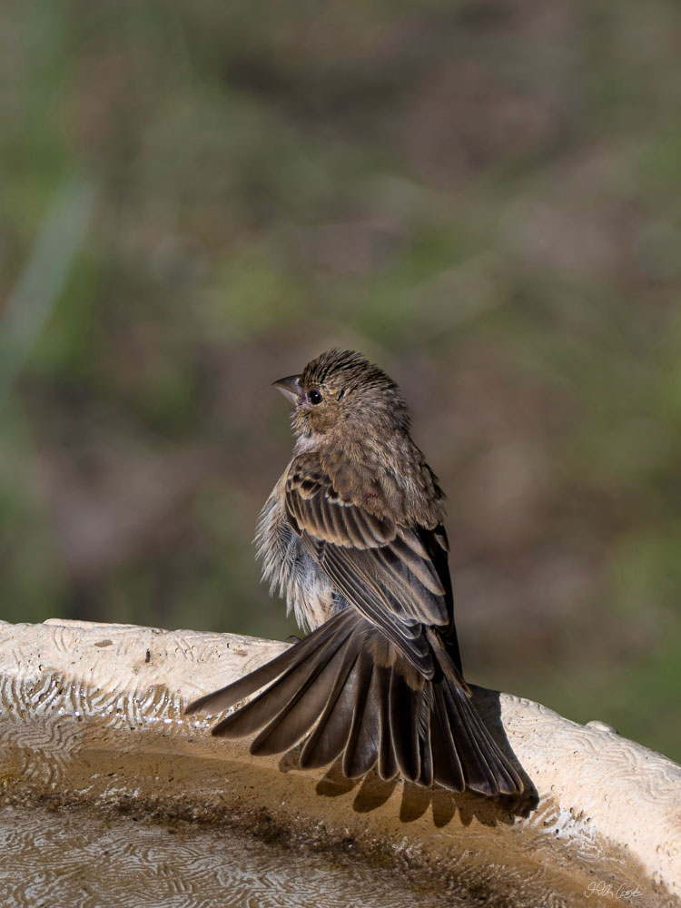 Bird Photo