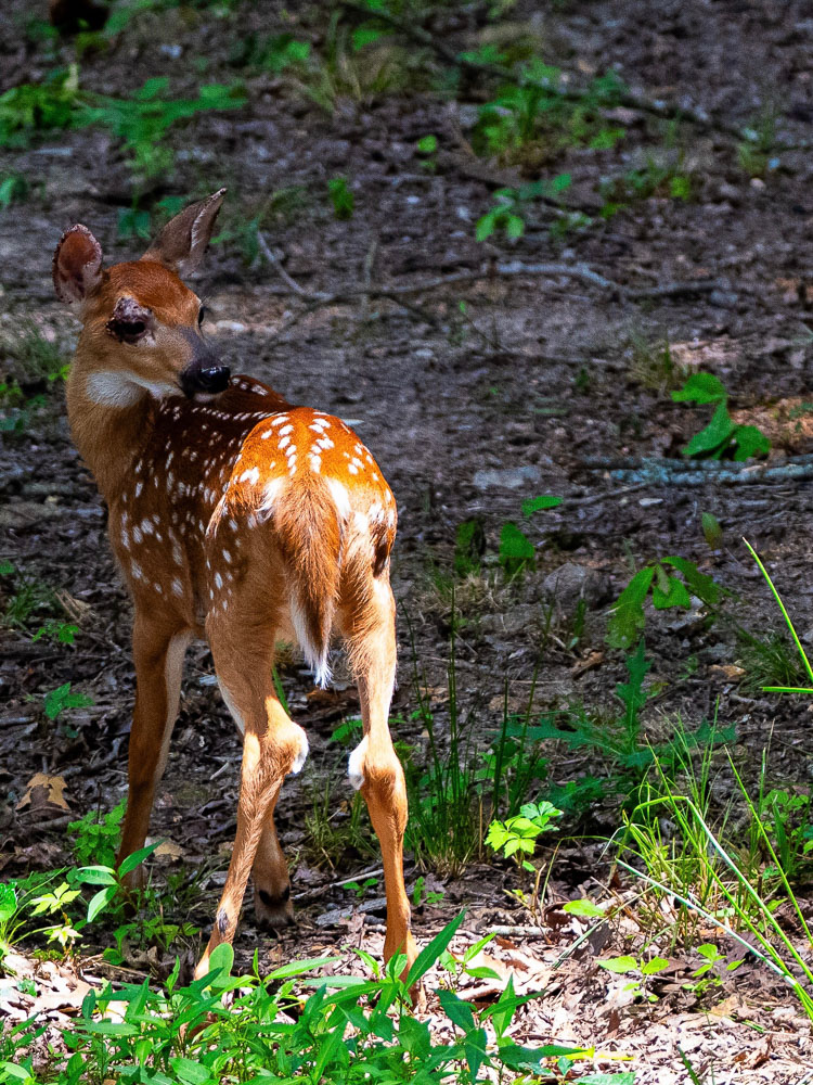 deer Photo