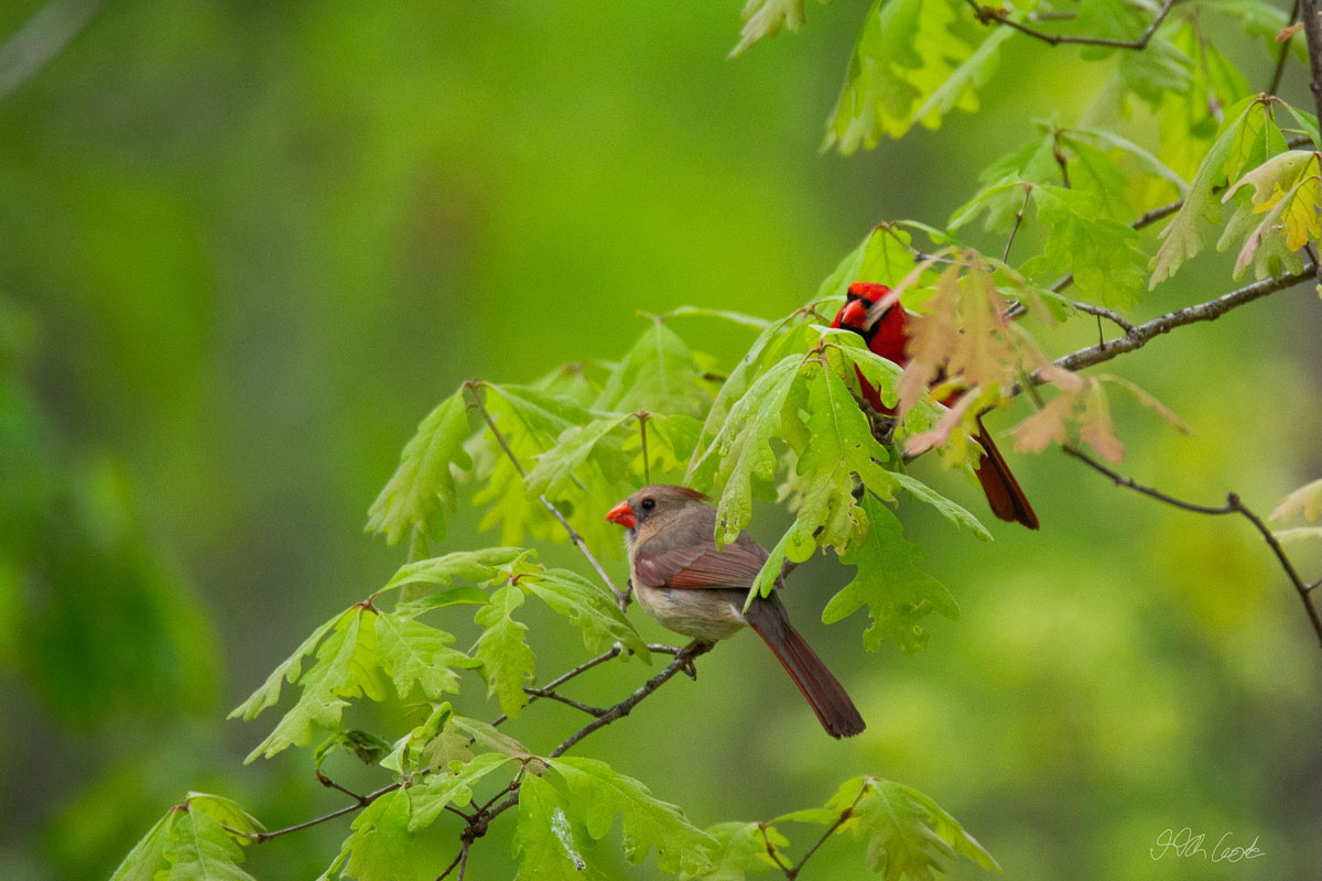 Bird Photo
