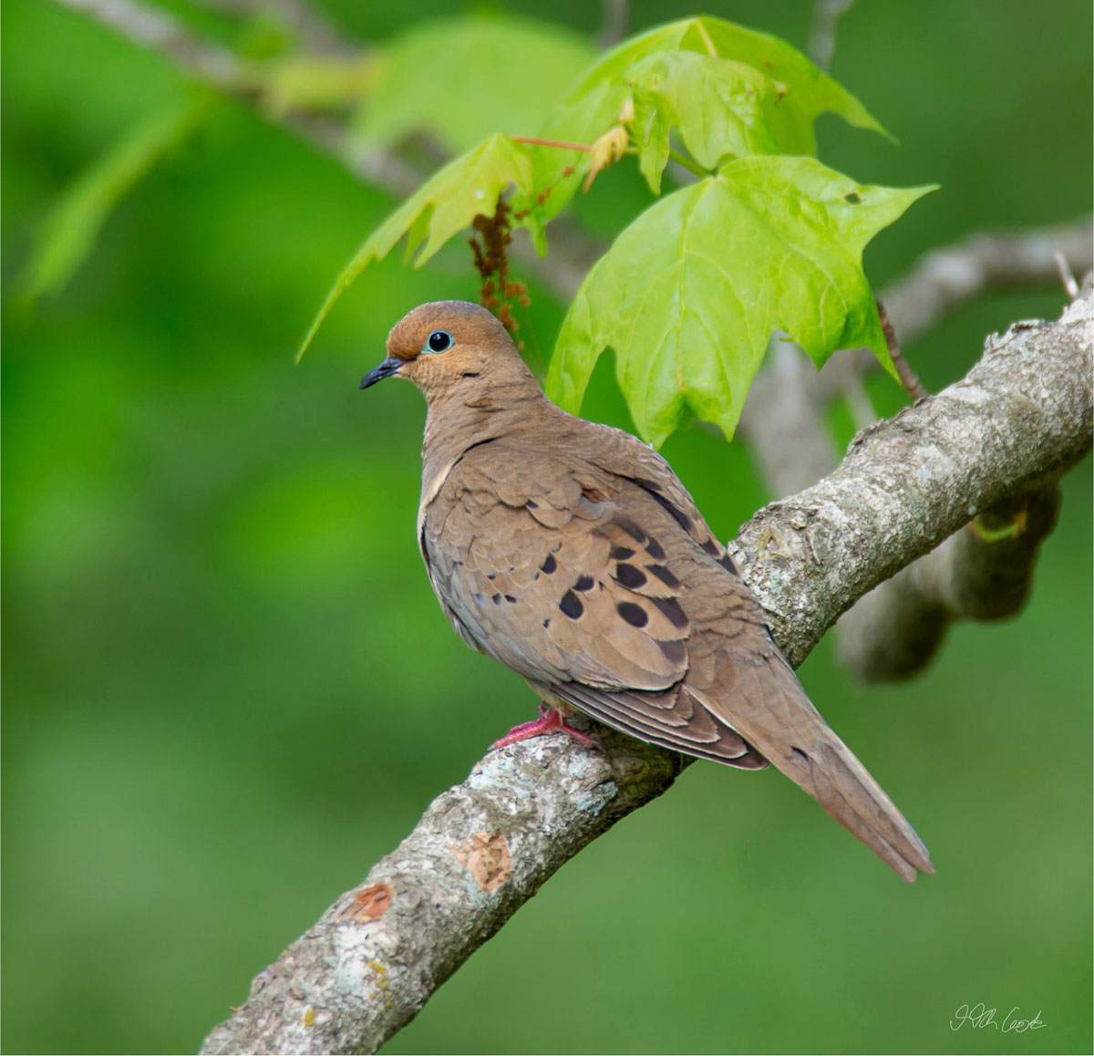 Bird Photo