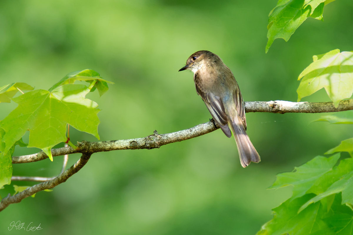 Bird Photo