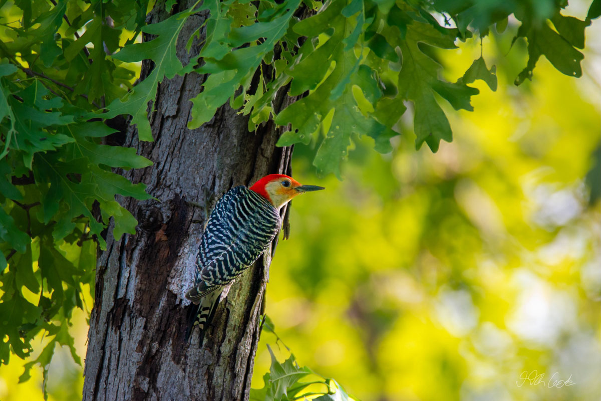 Bird Photo