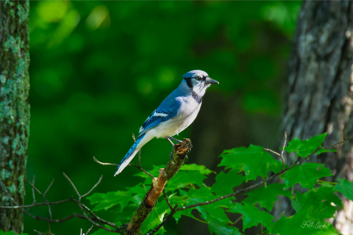 Bird Photo