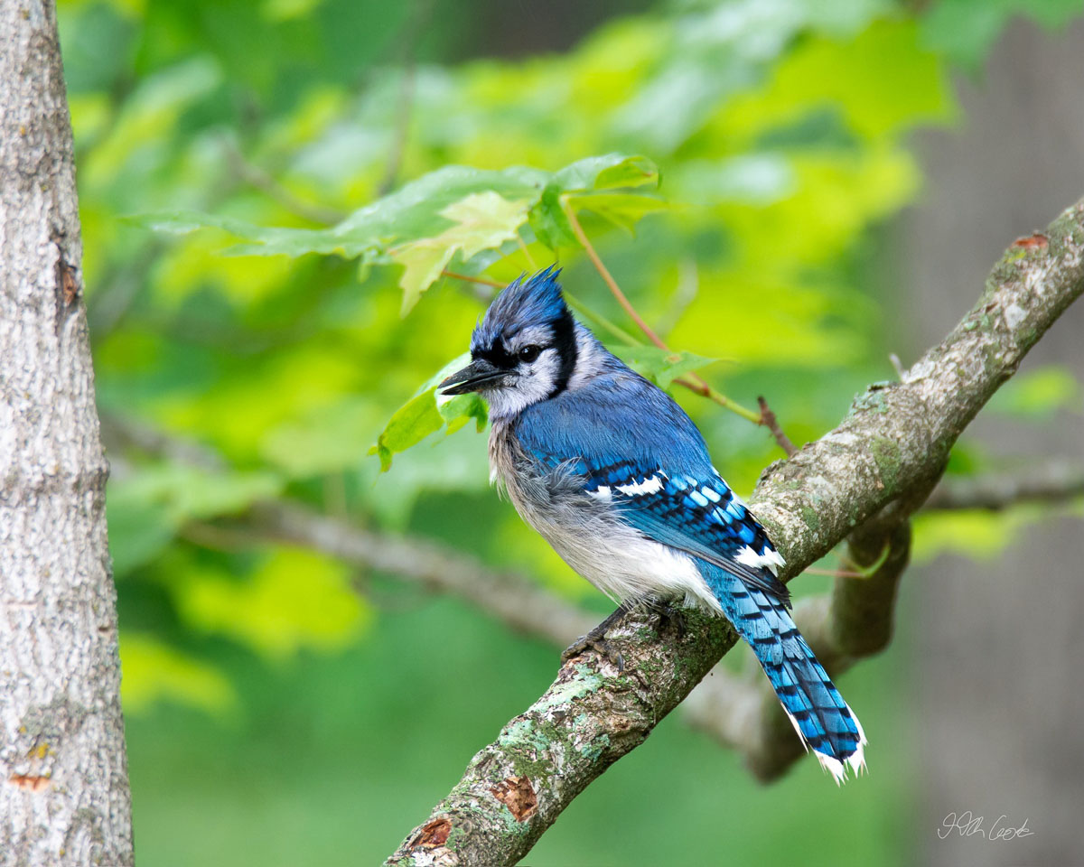Bird Photo