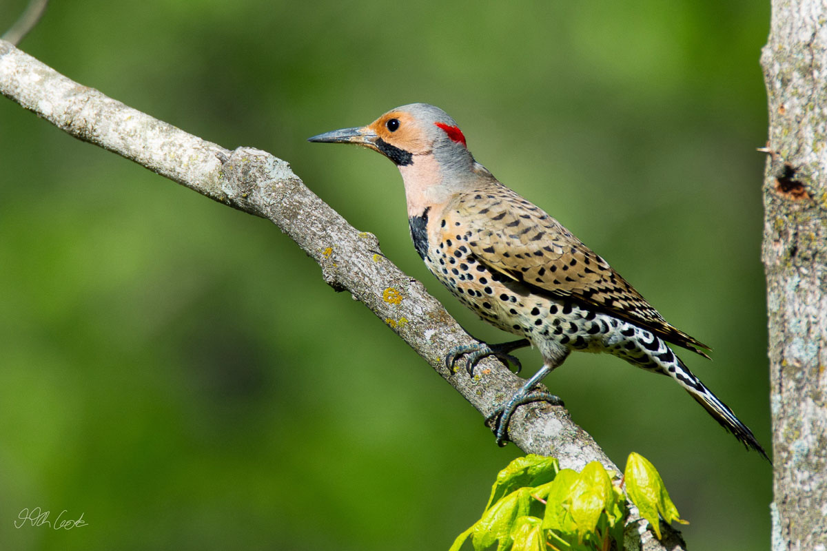 Bird Photo