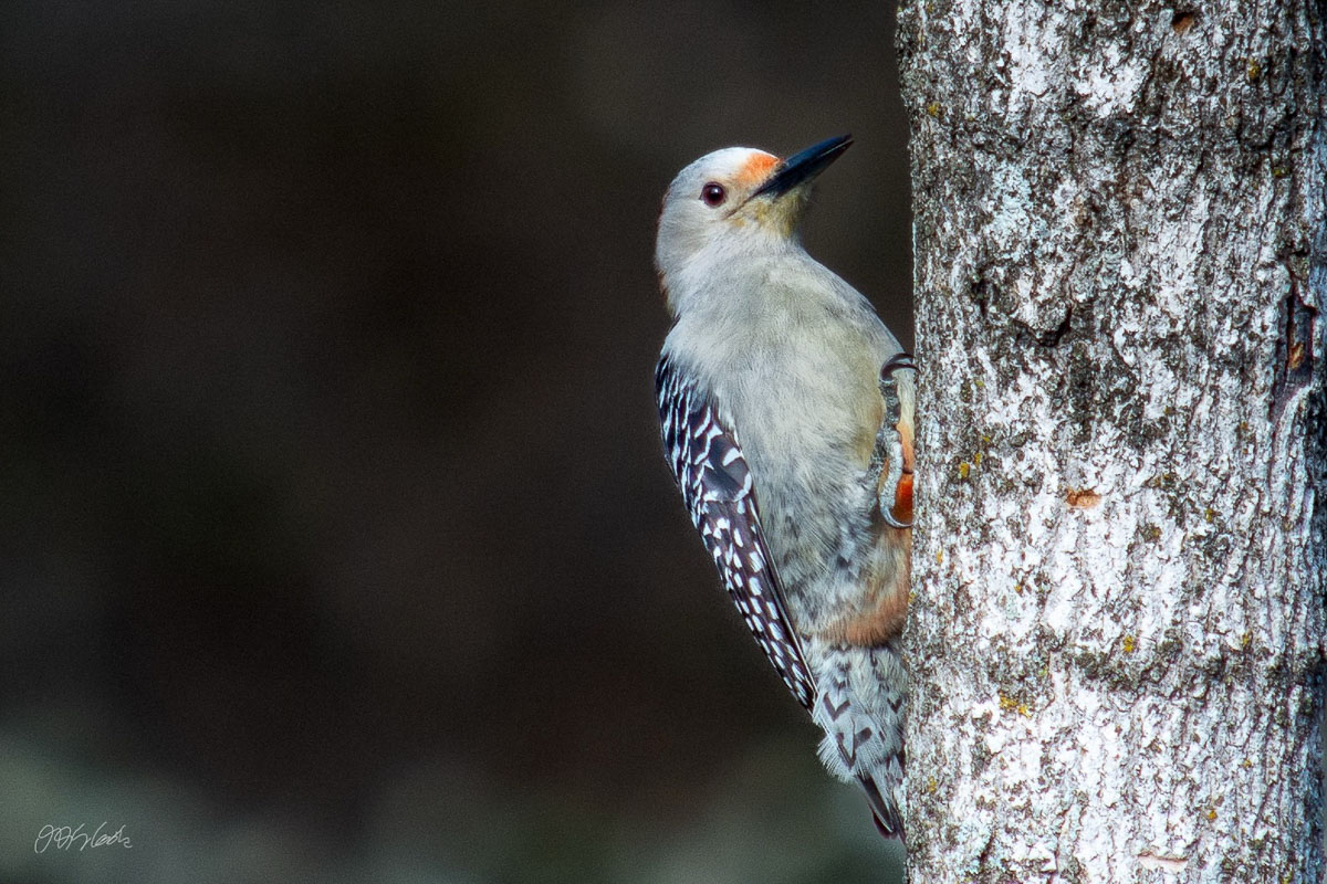 Bird Photo