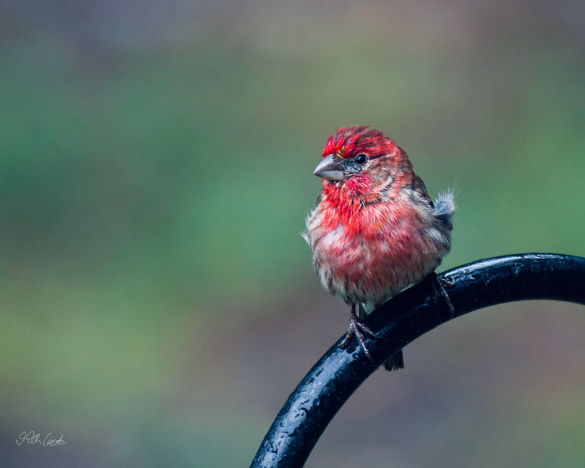 Bird on a post