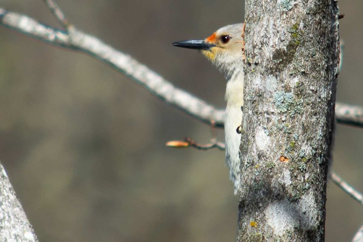 Bird Photo