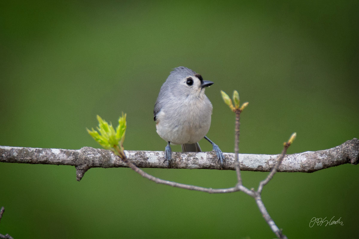 Bird on a branch