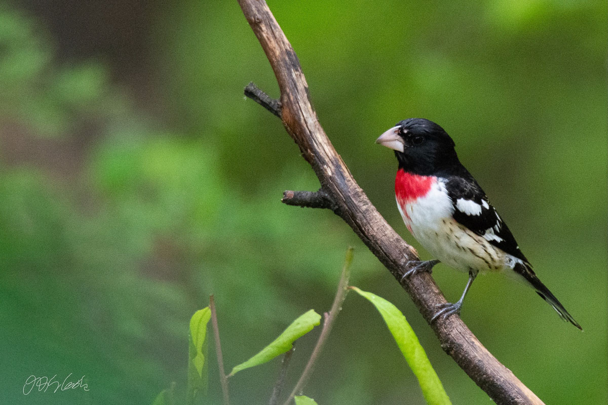 Bird Photo