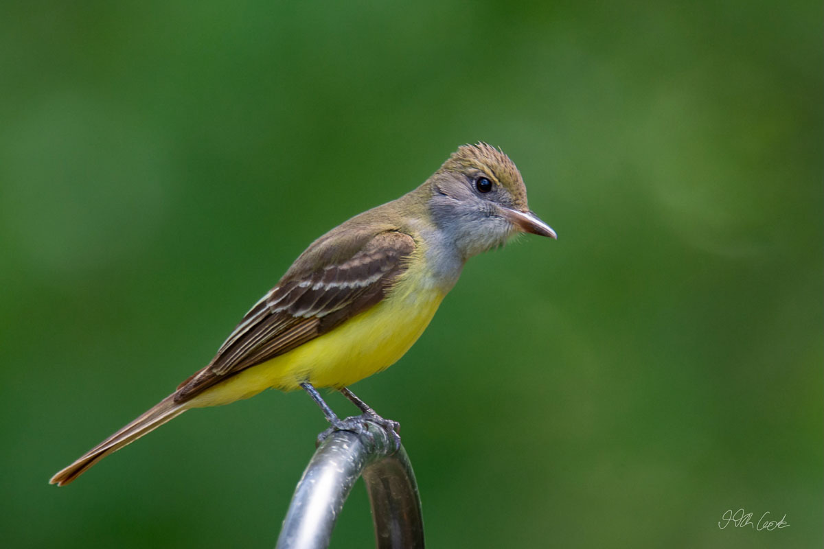 Bird Photo