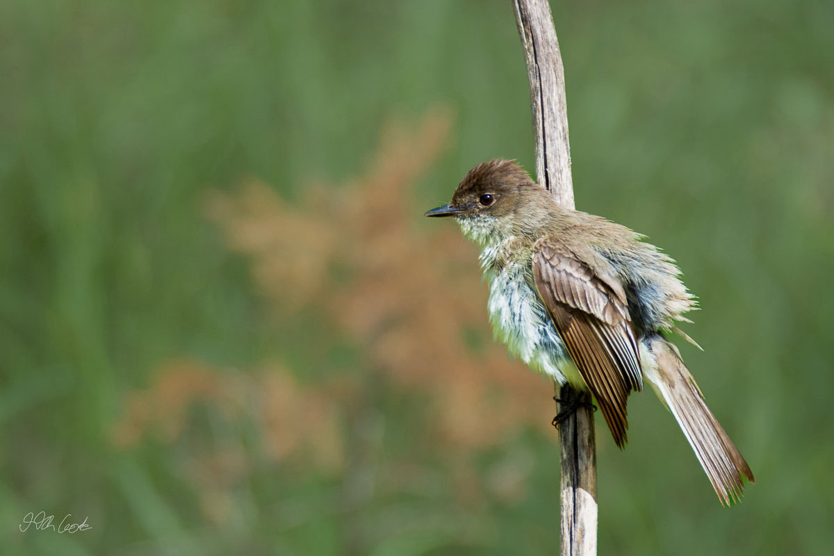 Bird on a stick