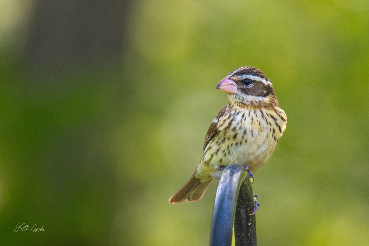 Bird on a perch