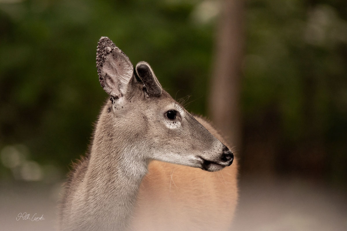 Deer Photo