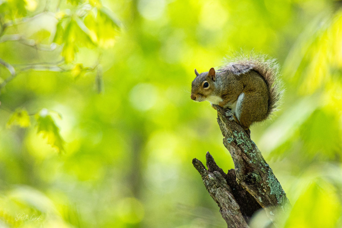 Squirrel Photo